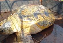 யாழில் கடலாமையை வைத்திருந்தவர் கைது!