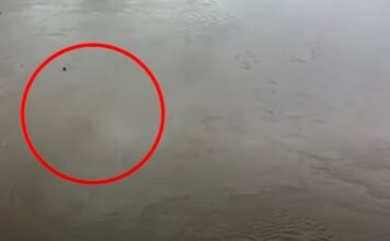 ஆற்றில் குதித்த இளம் ஜோடி!