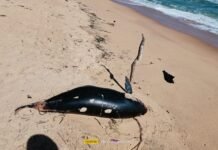 முல்லைத்தீவில் உயிரிழந்த நிலையில் கரையொதுங்கும் மீன்கள்!