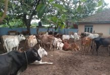 கட்டாக்காலி கால்நடைகளை கட்டுப்படுத்தும் நடவடிக்கை!