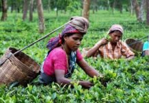 உலக சந்தையில் இலங்கை தேயிலைக்கு நிலவும் கேள்விக்கு பாரிய தாக்கம் ஏற்படும் நிலை!